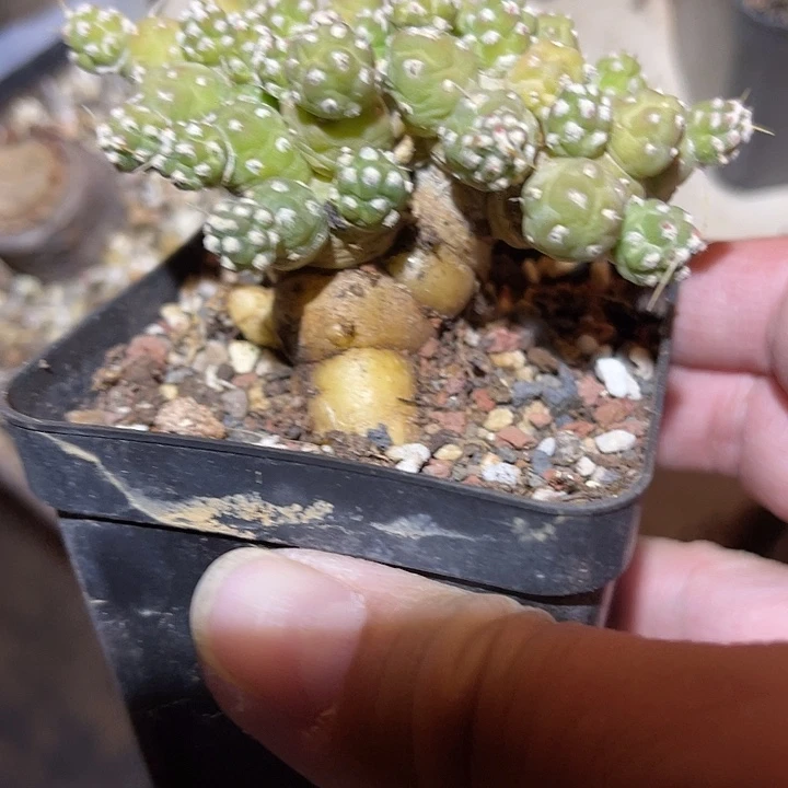 满38包邮2天凑单，脱土晾根发货多肉植物罗西安娜