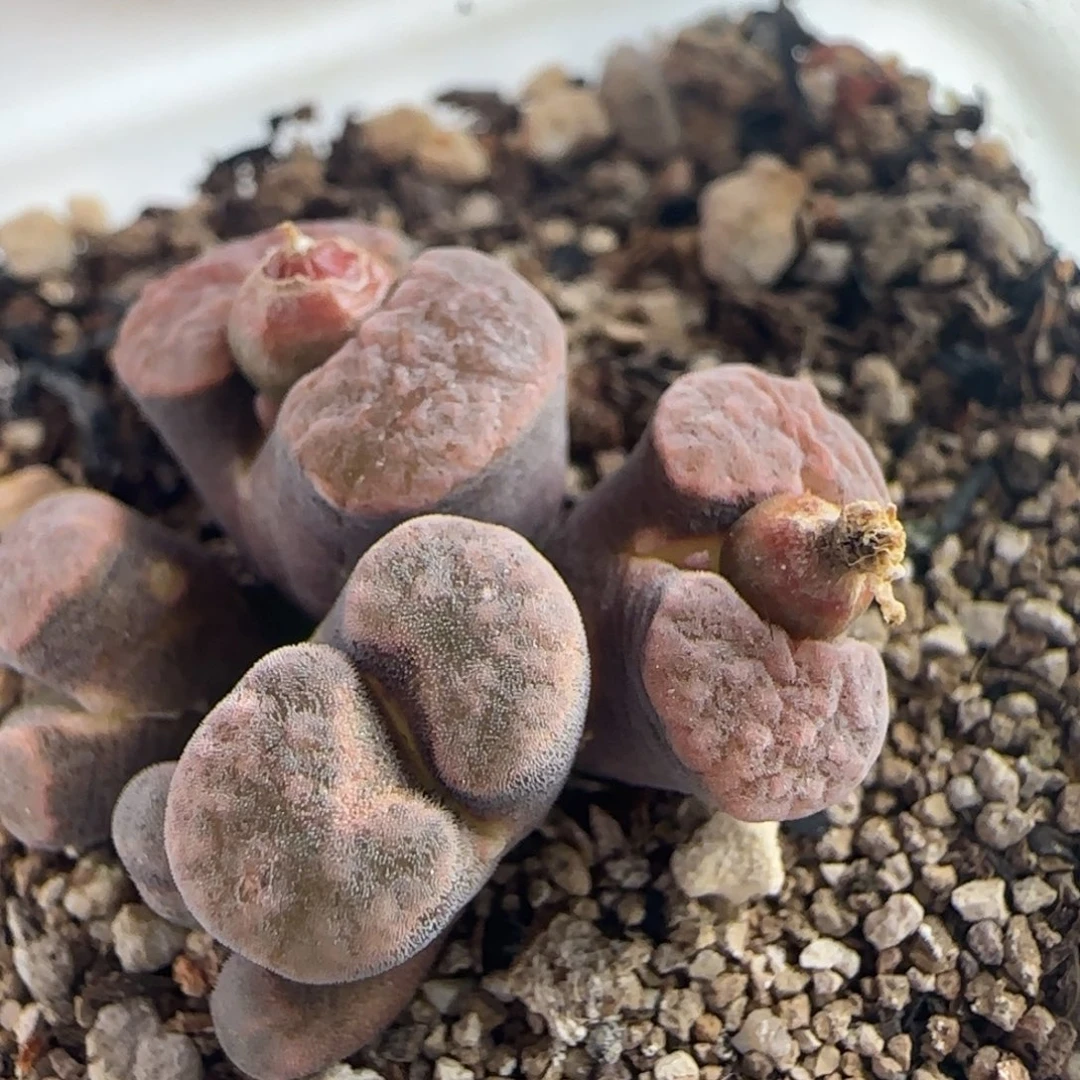 0863/五头ban'ke磁铁/