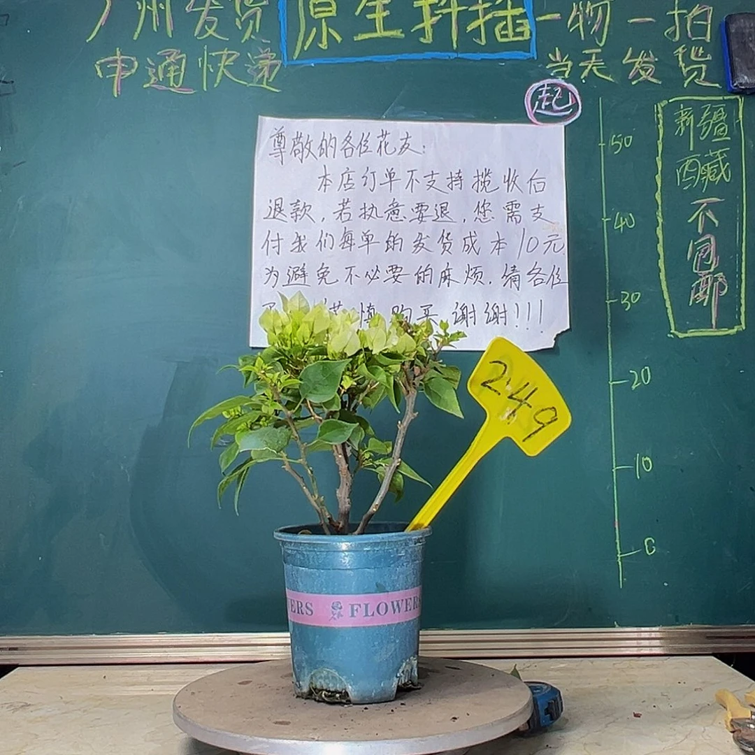 当前无花栽培后可以开花  维拉白  249