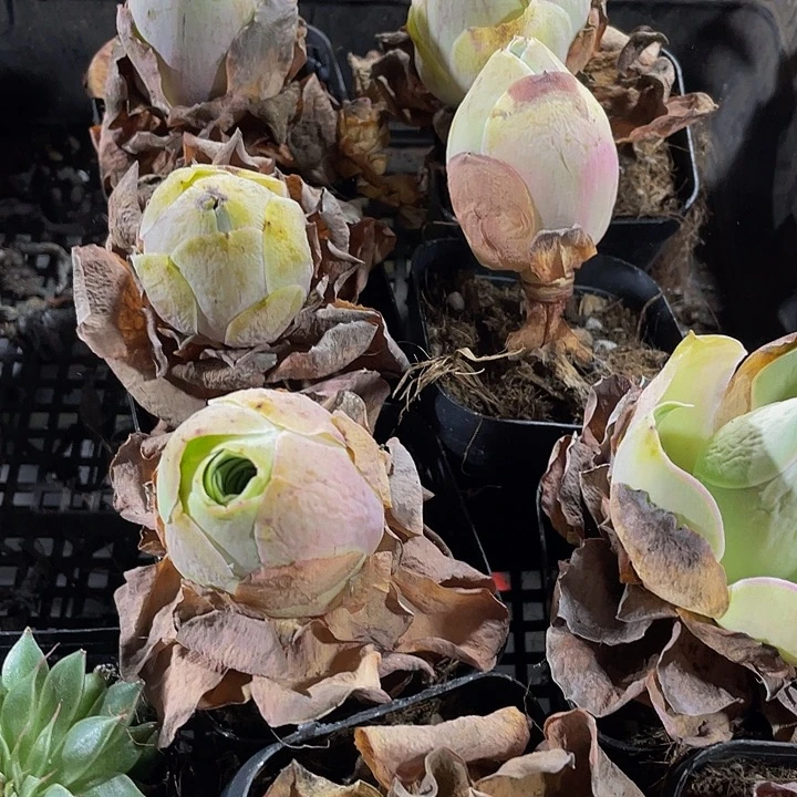 大鸡蛋玫瑰带盆土发