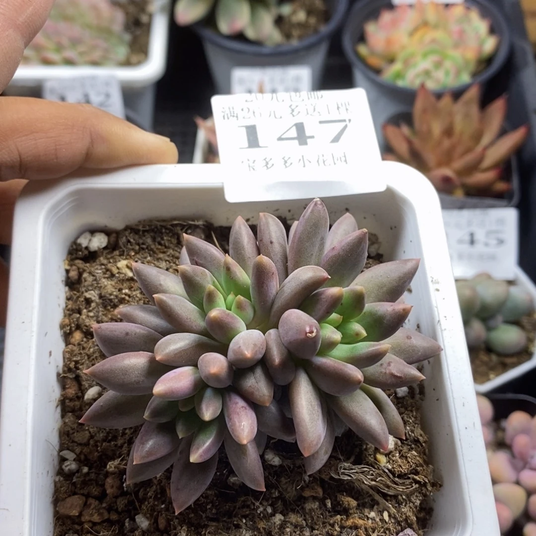 三头车厘子一物一拍满20包邮满26送一颗多肉