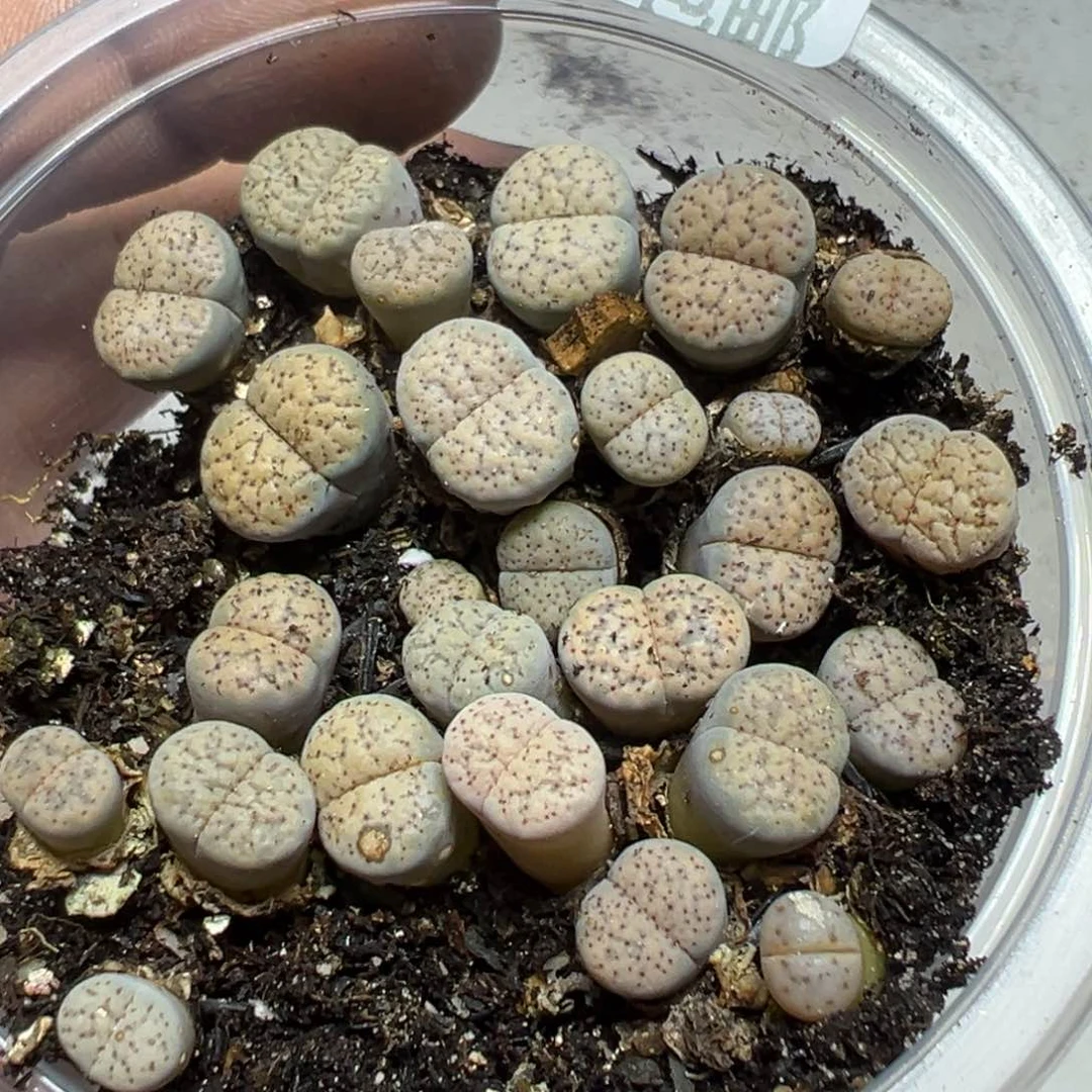 【闪购商品】 947。