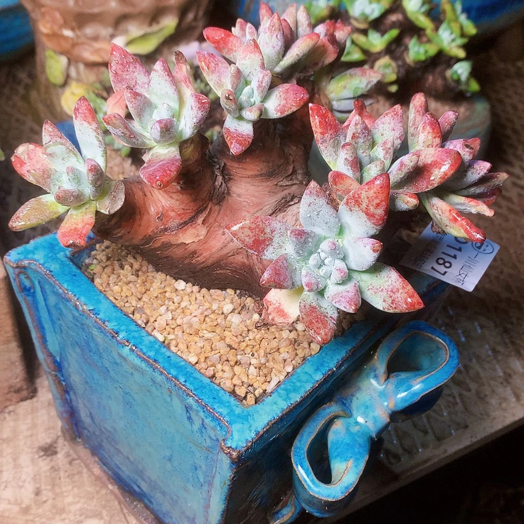 1187流丹白毫苹果叶杂交