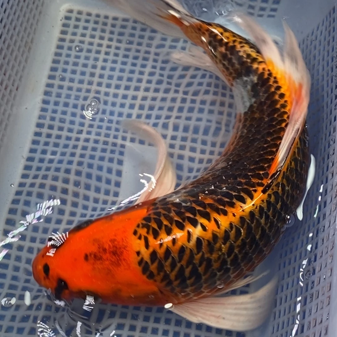 锦鲤冷水锦鲤包邮