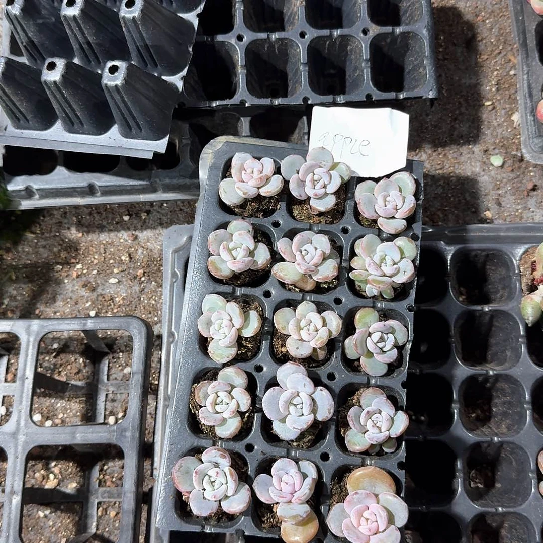 Apple一物一拍专拍