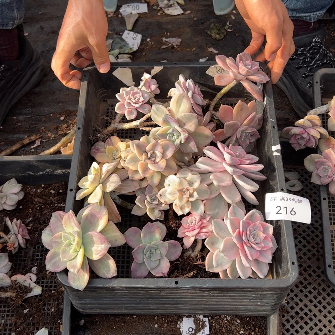 216多肉植物纤维维生素