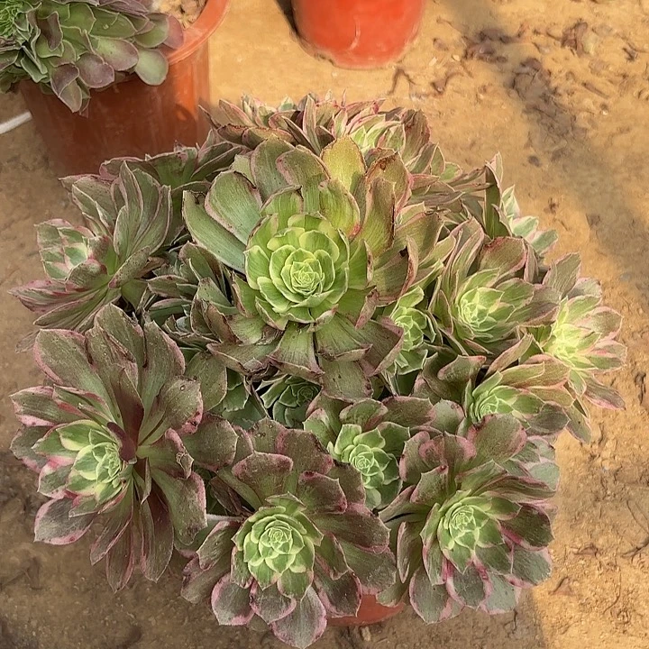 多肉植物万花筒40