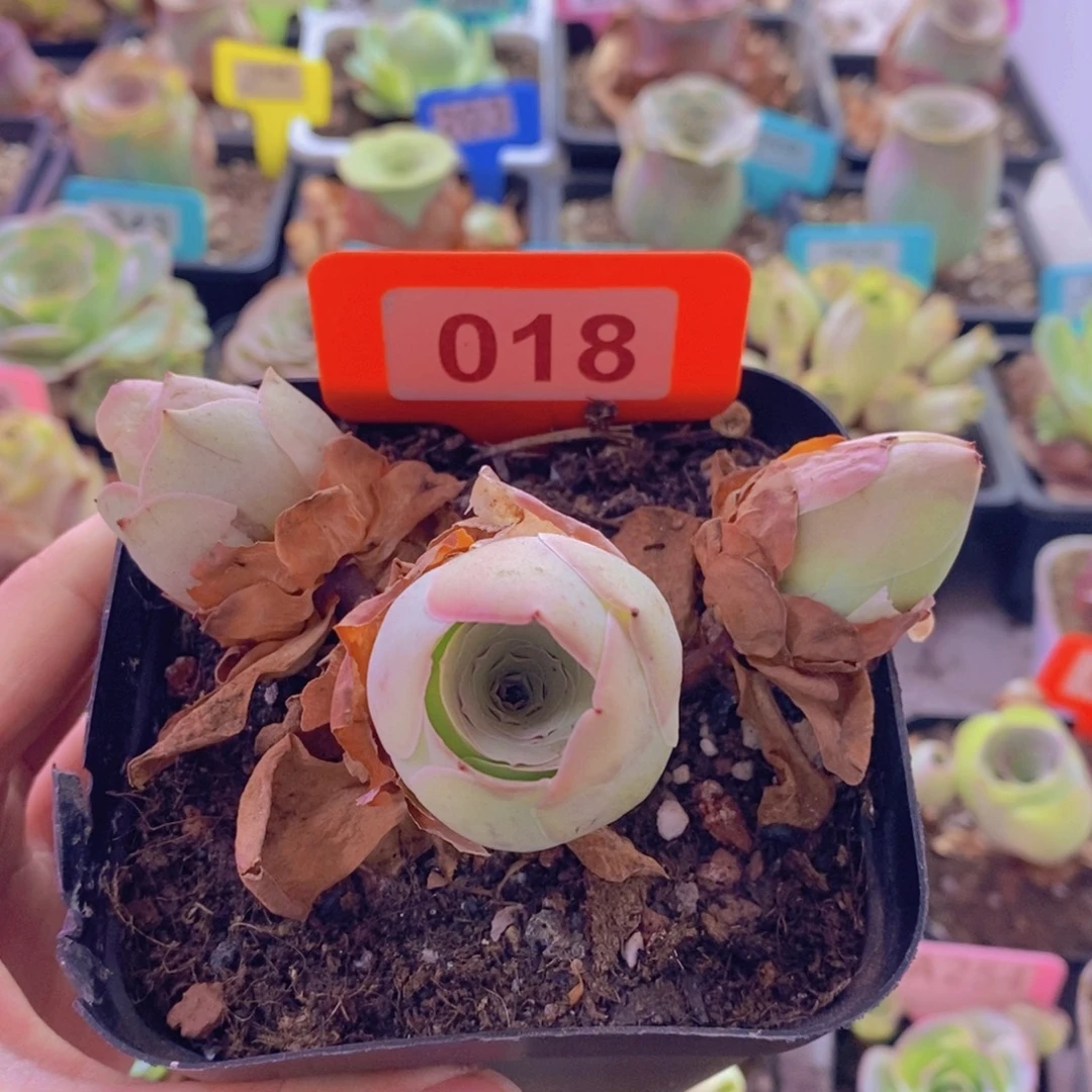 落***书山地玫瑰一物一拍018
