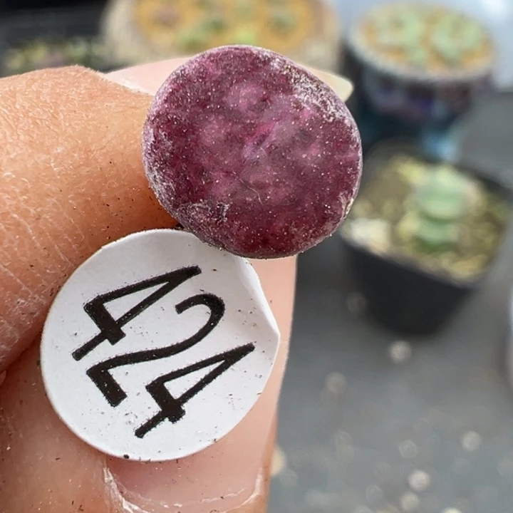 424号1111件包1斤小葱头两个月一