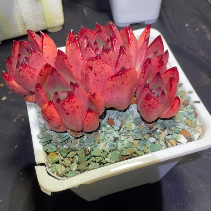 /***）皮蛋多肉一物一拍