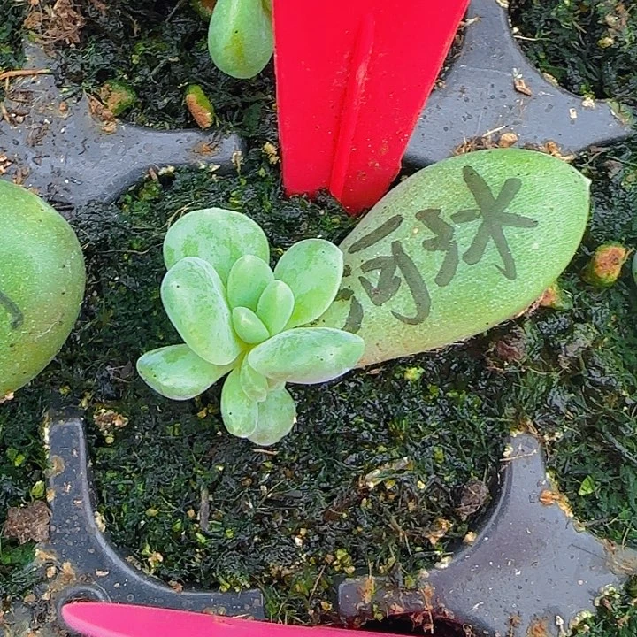 喧冰河世纪081多肉植物