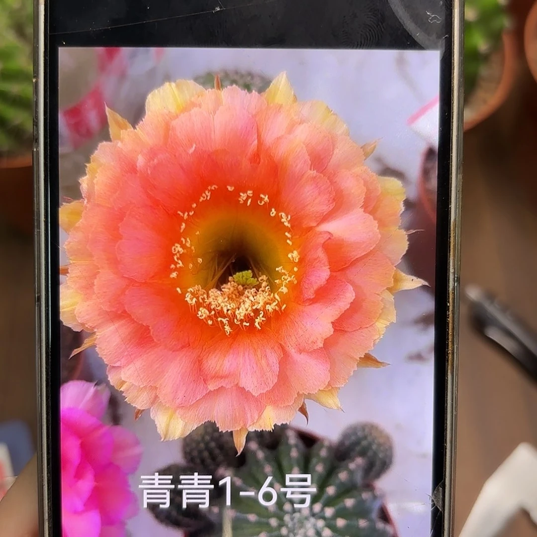 彩草1-6号6公分带崽