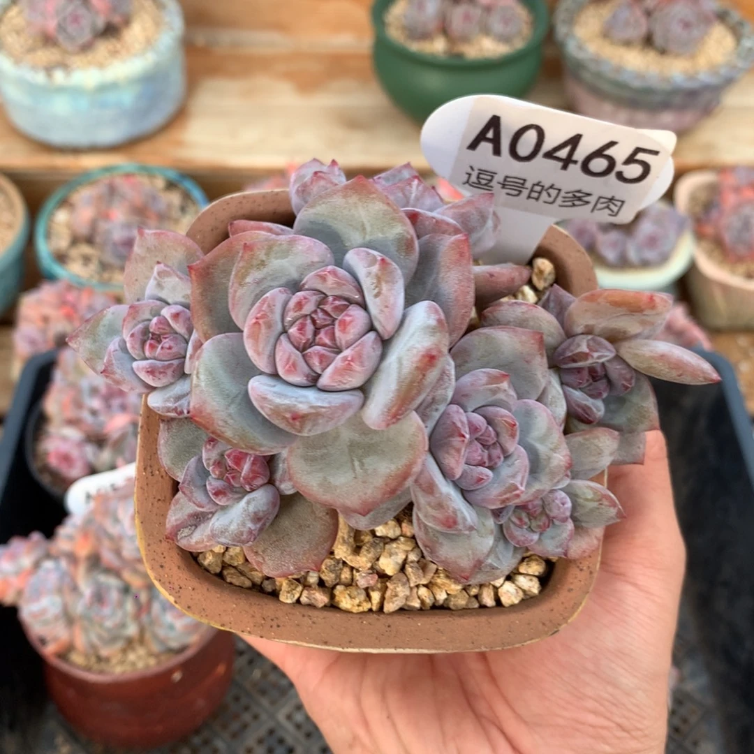 A0465 突尼斯高杆 有砍 11cm