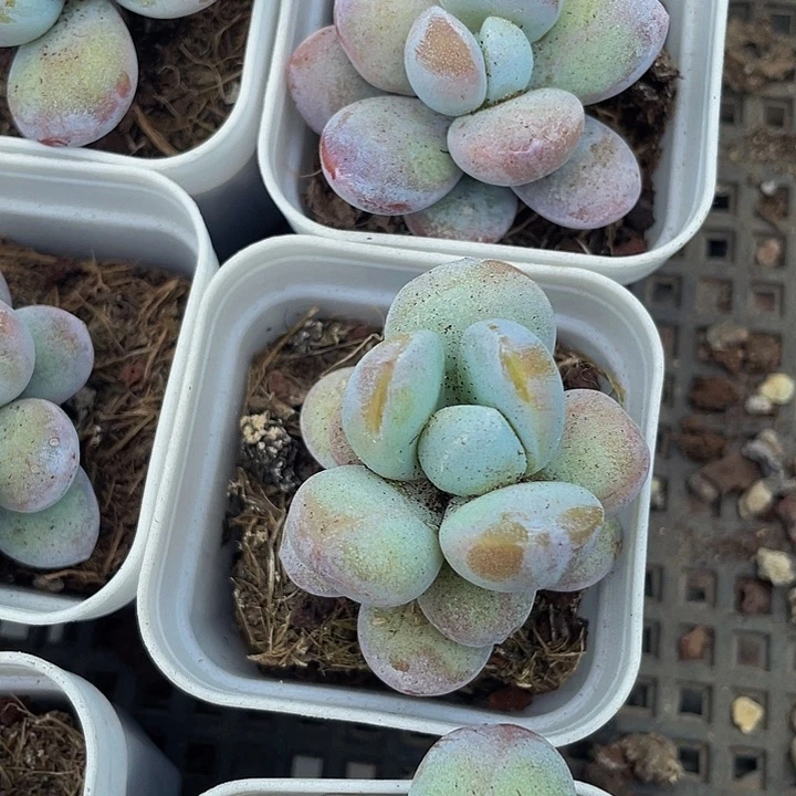 雪美人2.8带盆土