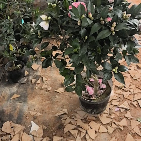 完全开放白五茶花