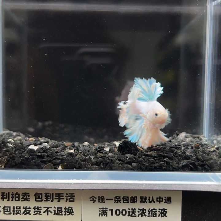 斗鱼竞拍跑单拉黑8日144