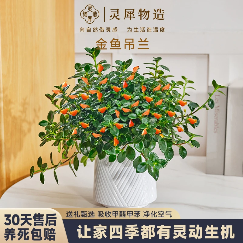 【灵犀物造】金鱼吊兰带花苞发货配白色懒人盆栽美观室内桌面绿植