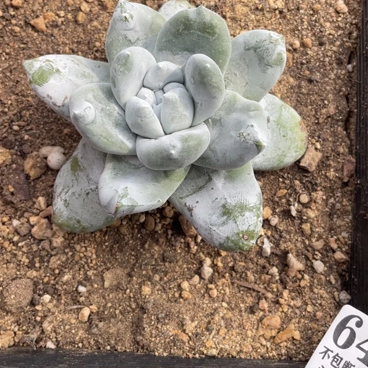 412号拇指多肉植物