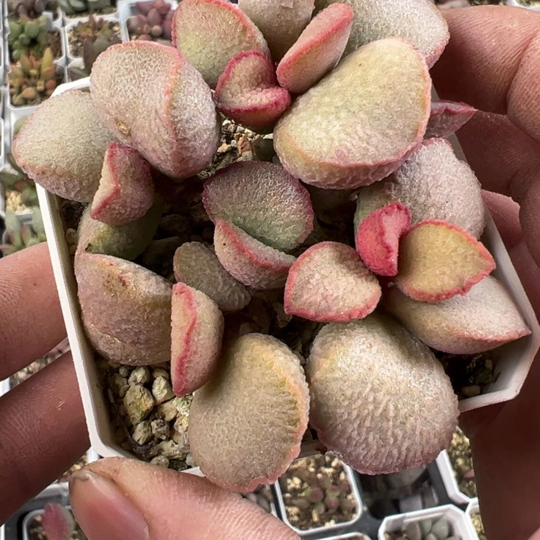 妖姬水泡老桩多肉植物