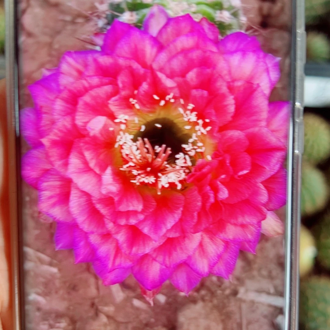毛花柱立夏侧芽 20 包邮