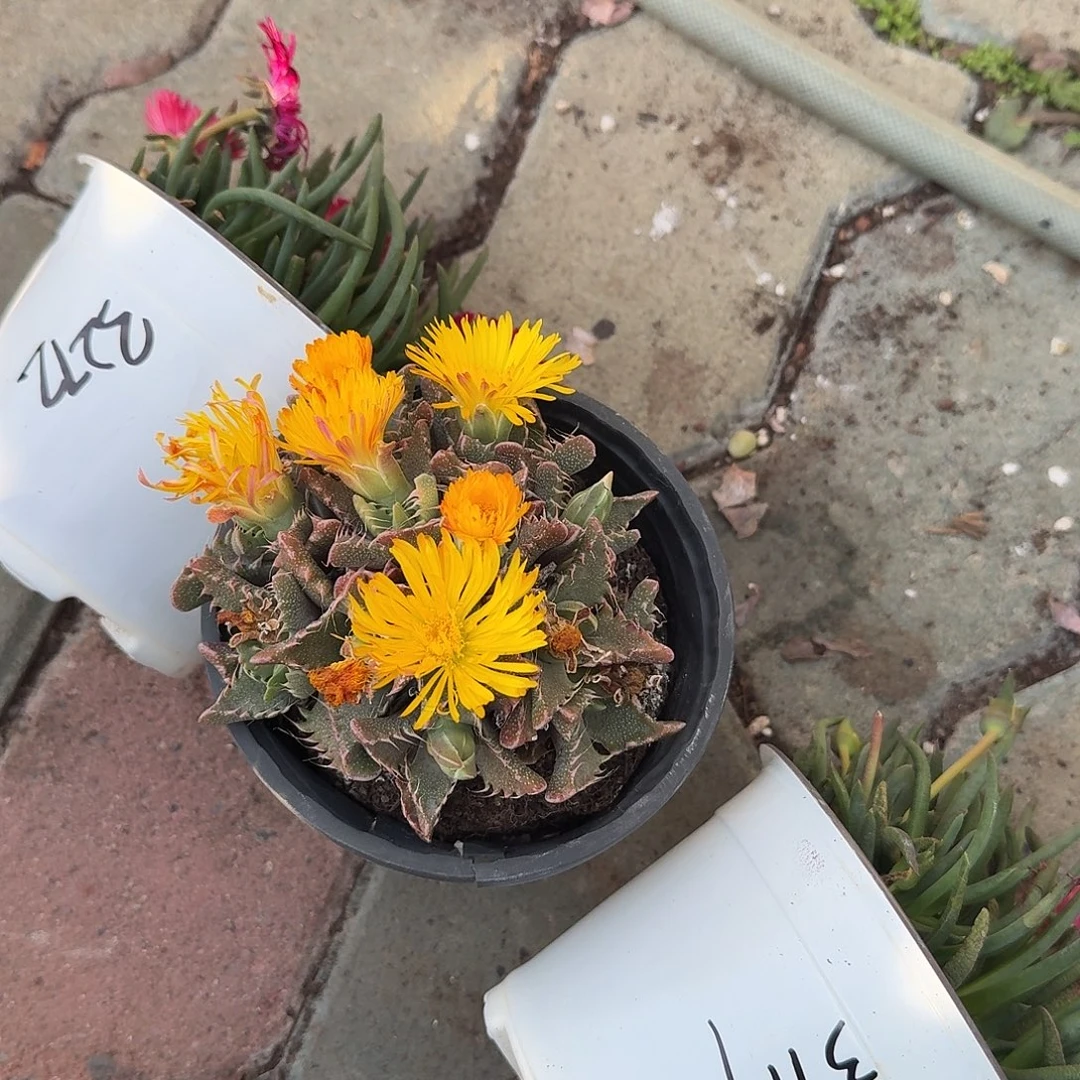 靓***姐狂揽怒涛差价多肉