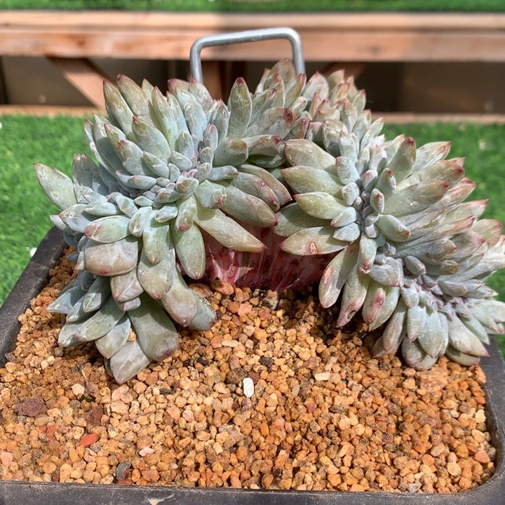 多肉植物星影树缀