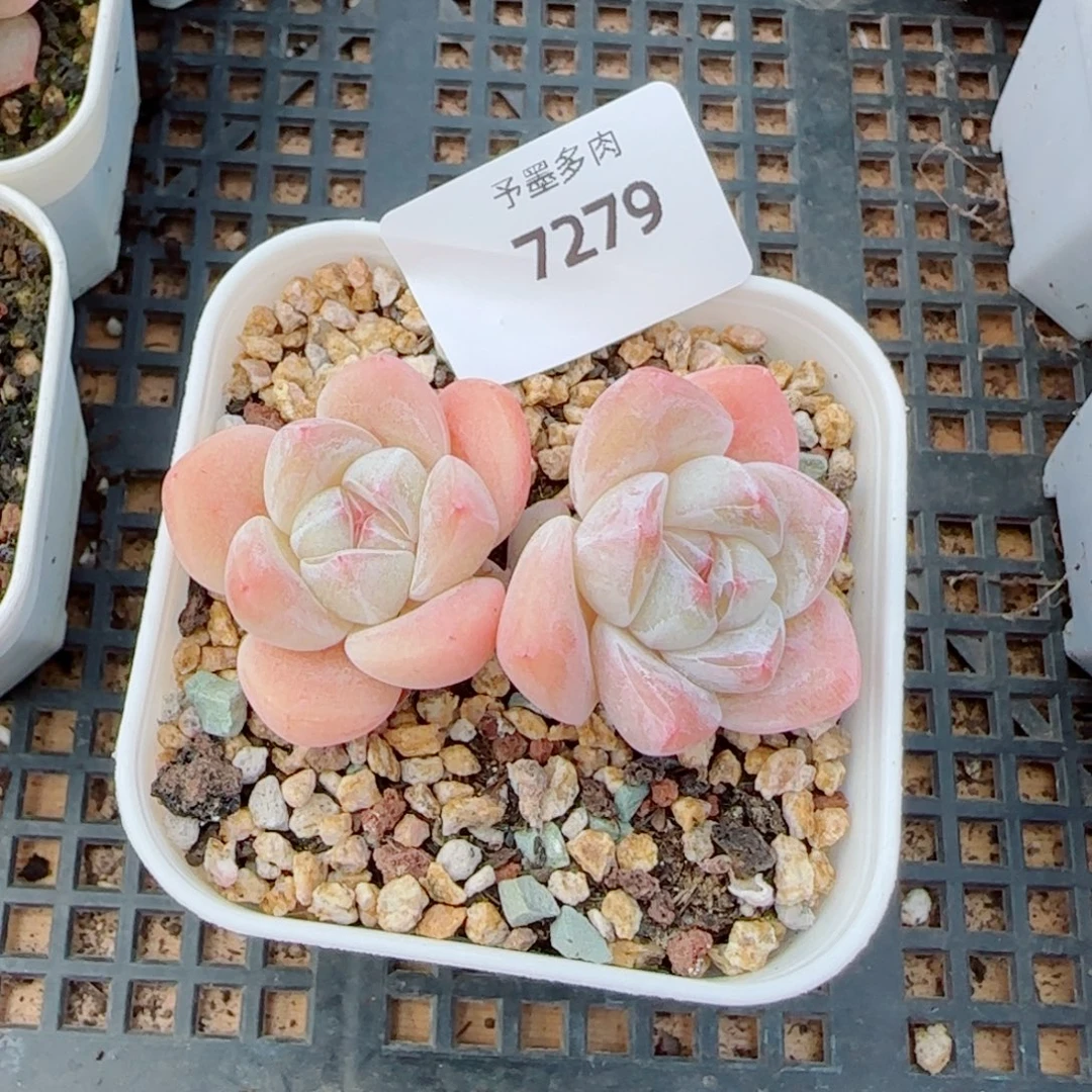 糖心冰玉，7279多肉植物