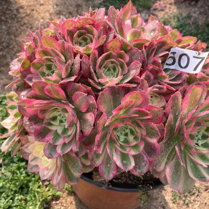 507多肉植物玉姿