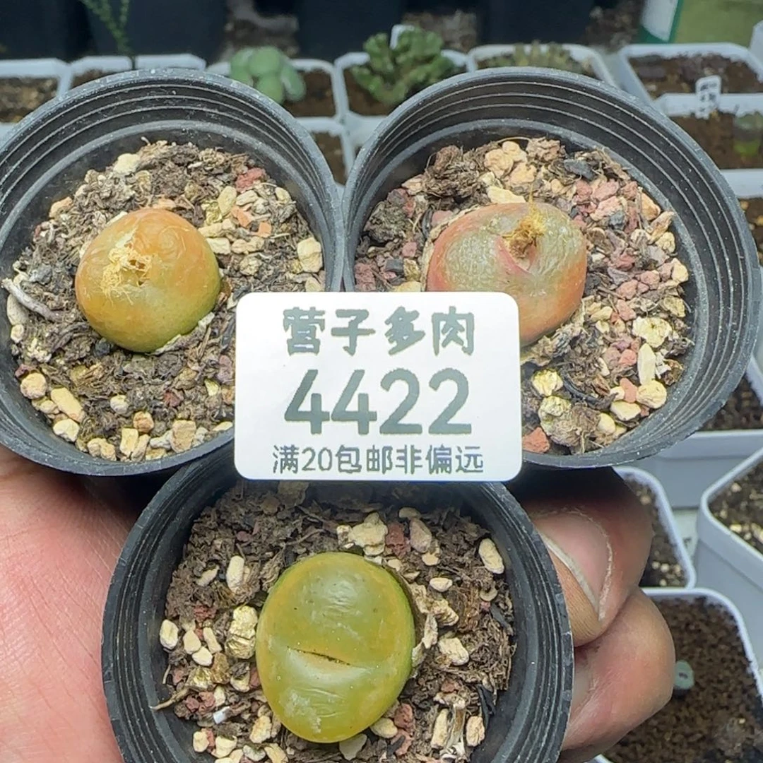 带盆土。
