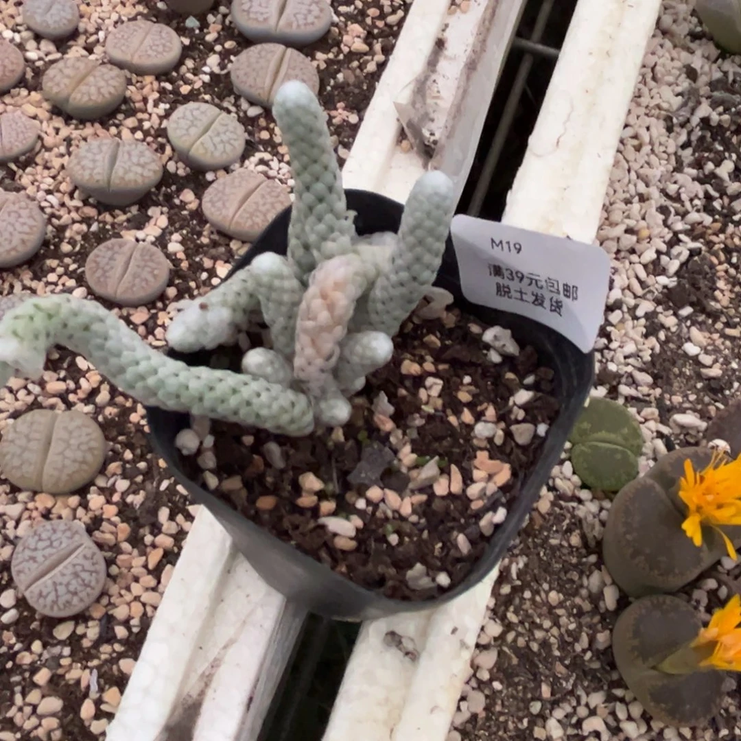 奶***酪19多肉哈哈哈哈哈哈哈哈哈