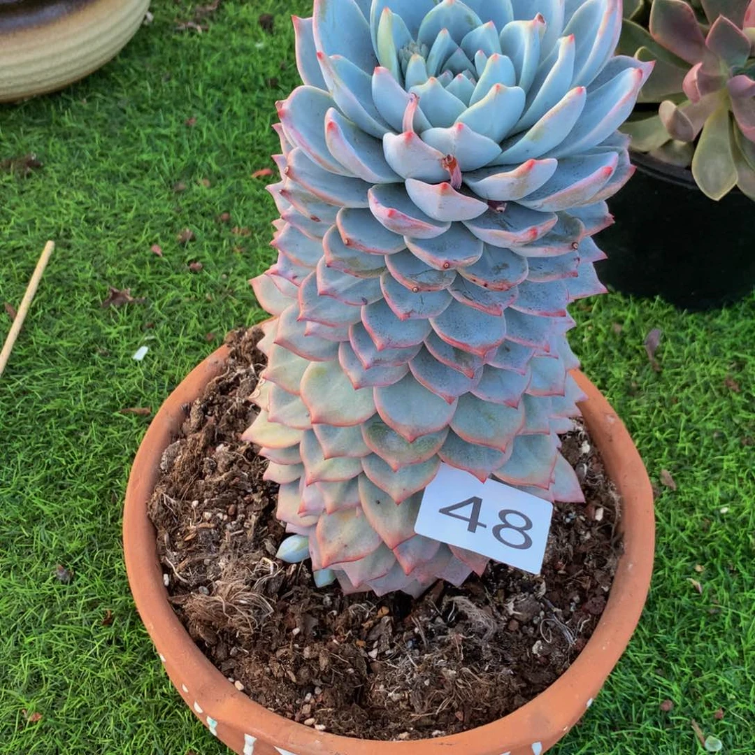 &**╯48 一物一拍一单包邮多肉