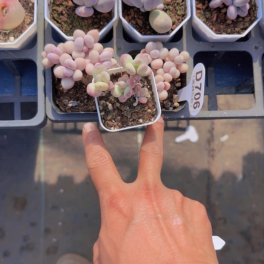 .***.D706三颗一物一拍