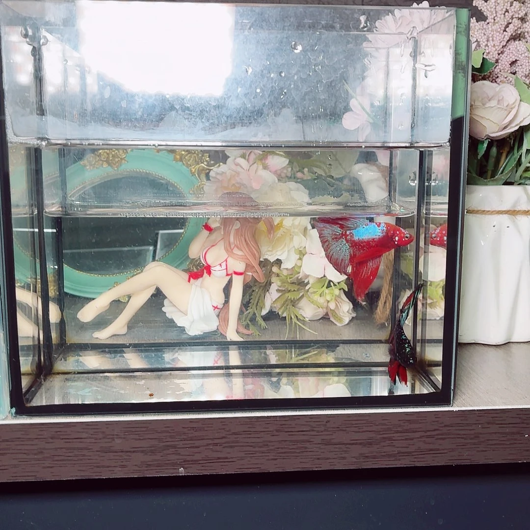 斗鱼暗黑半月公鱼