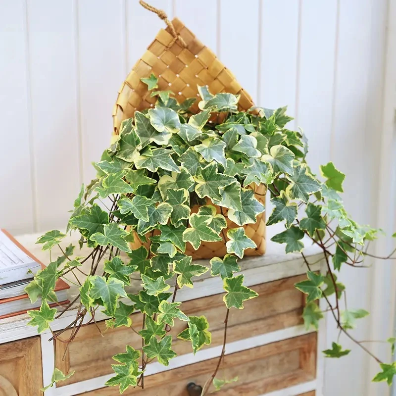 金边常春藤盆栽植物室内外四季常青窗台阳台庭院垂吊绿植