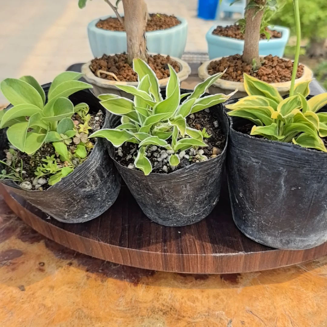 秋*银边玉簪顺丰到付