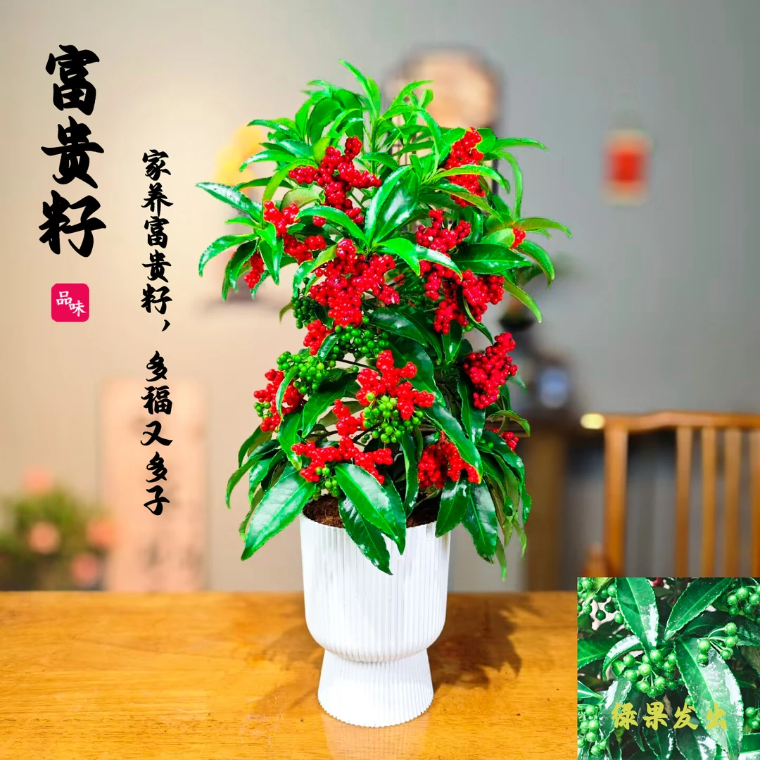 【带绿果发货】吉祥带果富贵籽盆栽喜庆禅意室内办公室四季好养绿植
