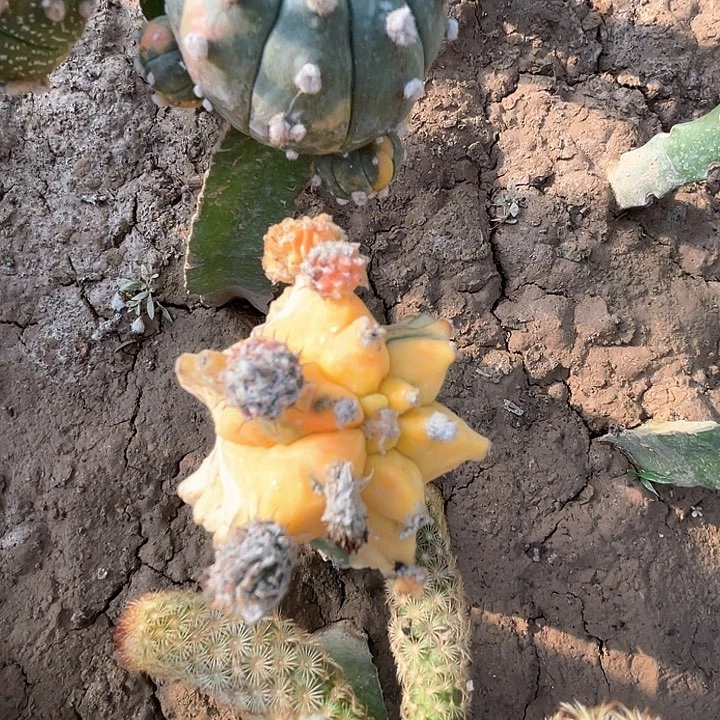 完全开放鸾凤玉1