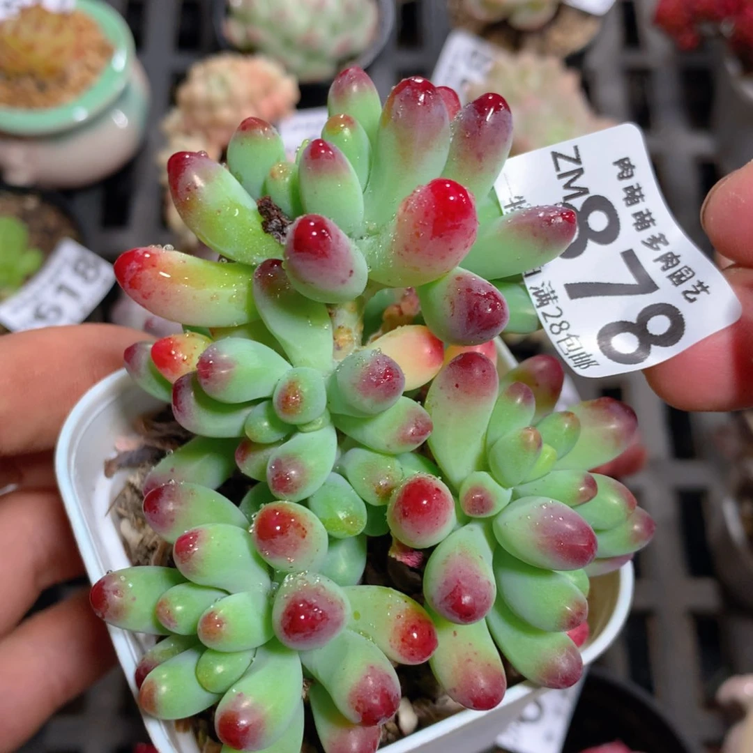 5CM拇指盆精控多肉ZM878