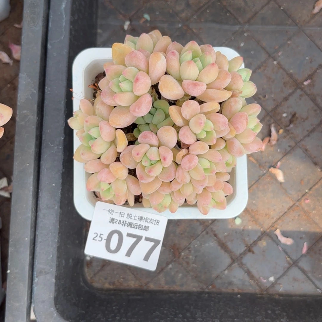 ?*C奶酪蛋糕整桩多肉