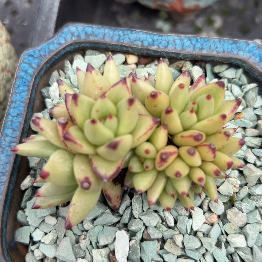 乌木缀精控多肉一物一拍