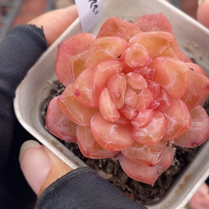 1221-508，粉魄多肉