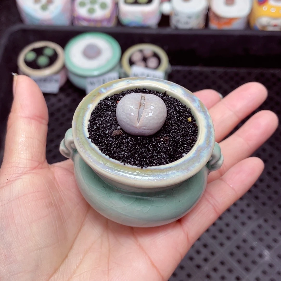 w1827 -零下地区拍保温箱-15支持寄养