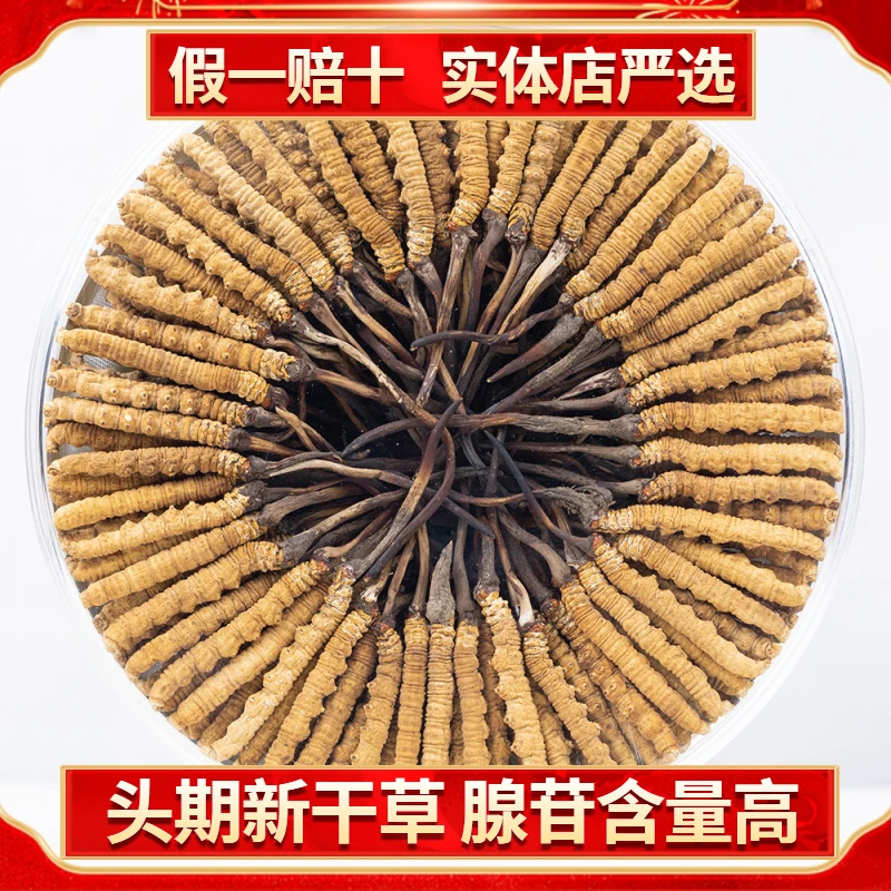 5克体验装3根/克西藏那曲比如冬虫夏草