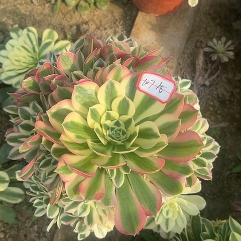 多肉白凤107不包断枝