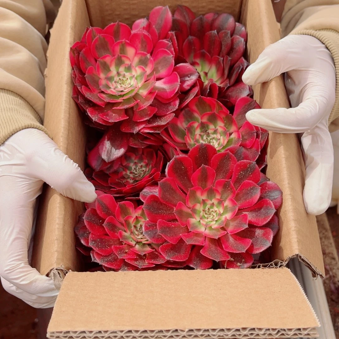 小苗二号套餐组合