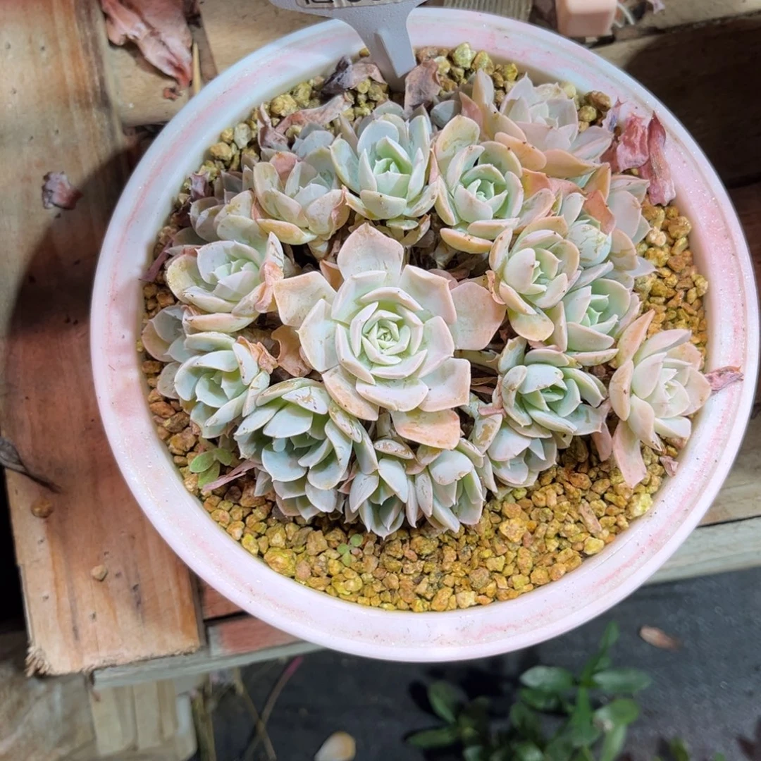 安娜玫瑰多肉植物richubi