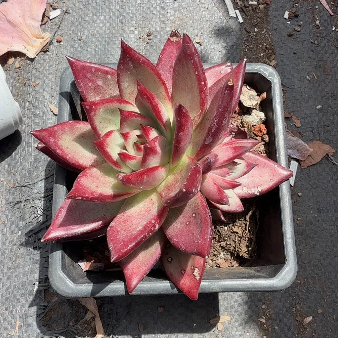 罗卡多肉植物精品