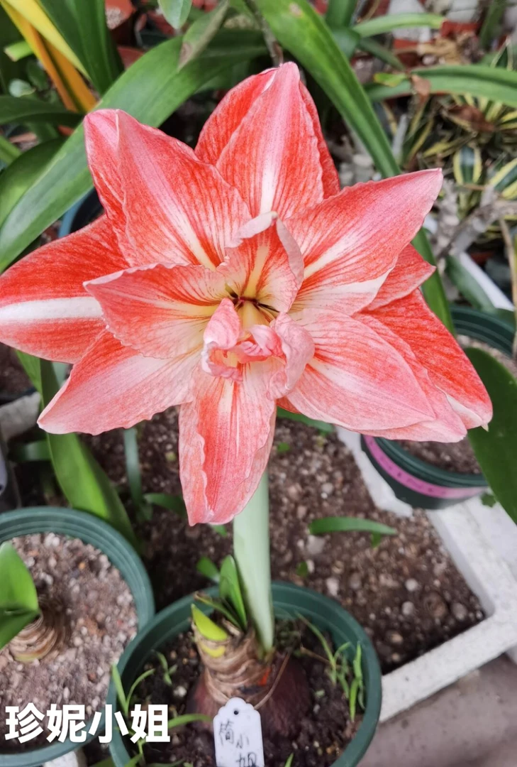 【珍妮小姐】重瓣朱顶红自然球包对版