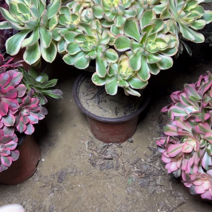 多肉植物艳姿法师78