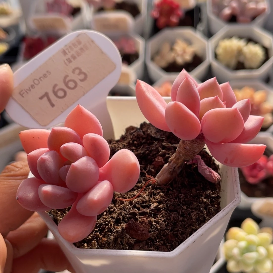 白鹭7663-7.5厘米